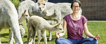 Vrouw mediteert tussen alpacas